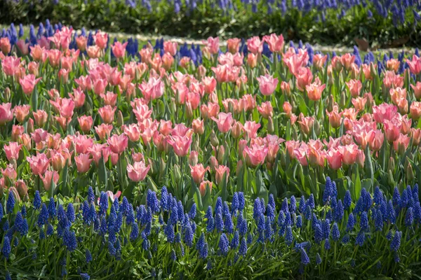 Flores Tulipán Color Rosa Floreciendo Jardín — Foto de Stock