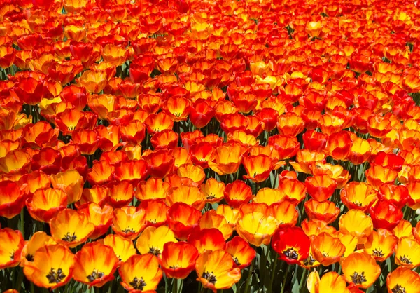 Fleurs Tulipes Couleur Orange Fleurissent Dans Jardin — Photo