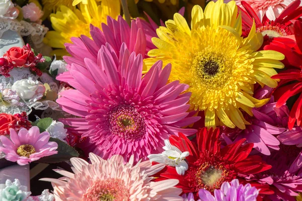Красиві Барвисті Природні Весняні Квіти Фон Природи — стокове фото