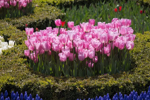 Rosafarbene Tulpenblumen Blühen Garten — Stockfoto