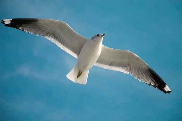 Seagull Flying Blue Sky Sea Waters — Stock Photo, Image