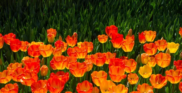 Flores Tulipán Floreciendo Primavera — Foto de Stock