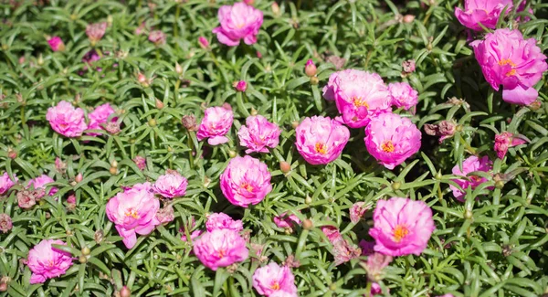 Hermosas Rosas Colores Jardín Rosas — Foto de Stock