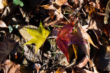 Belirli bir doku kalıbına sahip arka plan