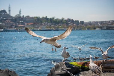 Arka planda cami olan martı gökyüzünde uçuyor.