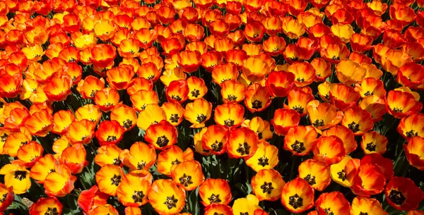 Fiori Tulipano Colorati Come Sfondo — Foto Stock