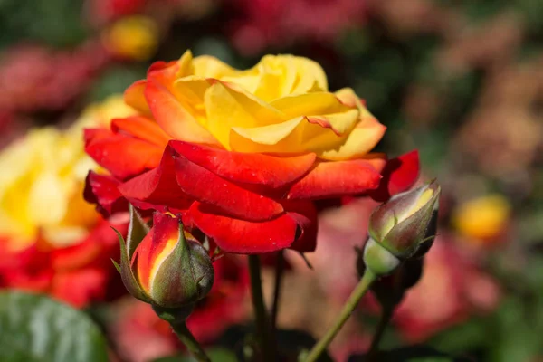 Beautiful Fresh Roses Close View — Stock Photo, Image