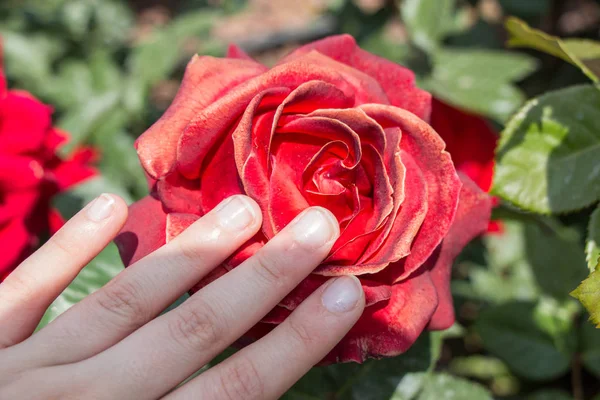 Mão Segurando Uma Flor Rosa Colorida — Fotografia de Stock