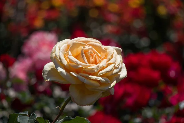 Jardín Rosas Lleno Hermosas Rosas Frescas — Foto de Stock