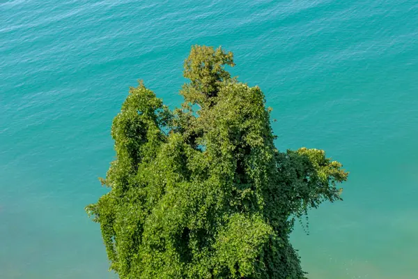 Bahçesinde yaprakları olan bir ağacın parçası.
