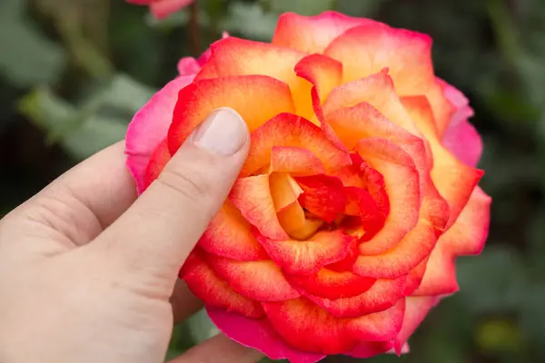 Hand Holding Colorful Rose Flower — Stock Photo, Image