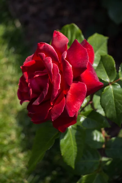 Schöne Frische Rosen Aus Nächster Nähe — Stockfoto