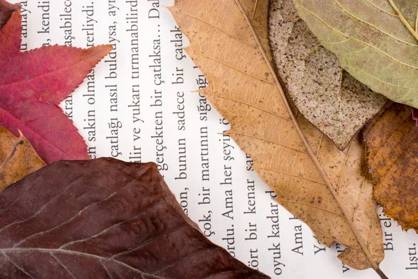 Piękny Suchych Liści Jesienią Jako Tło — Zdjęcie stockowe