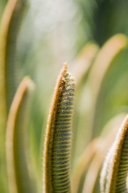 Yazın görünen yeşil bir ağacın parçası