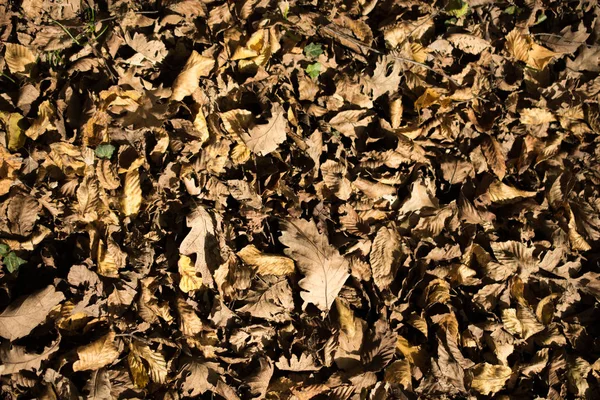 가을을 배경으로 아름다운 잎사귀들 — 스톡 사진