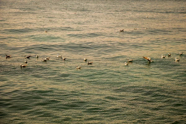 Seagull Water Sea — Stock Photo, Image