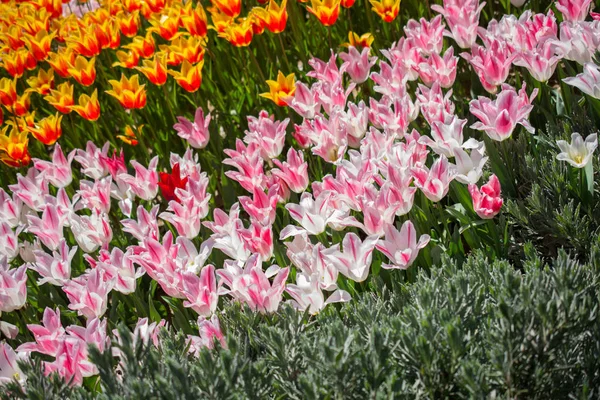 Kolorowe Kwiaty Tulipan Kwitną Ogrodzie — Zdjęcie stockowe