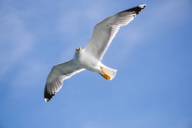 Arka plan olarak bulutlu bir gökyüzünde uçan tek bir martı.
