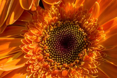 Makro manzaralı güzel renkli doğal bahar çiçekleri