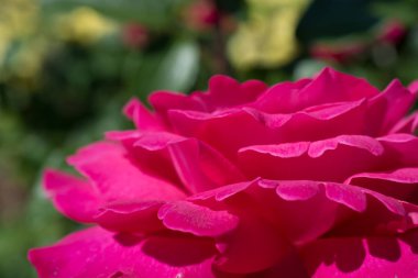 Yakından bakınca güzel taze güller.