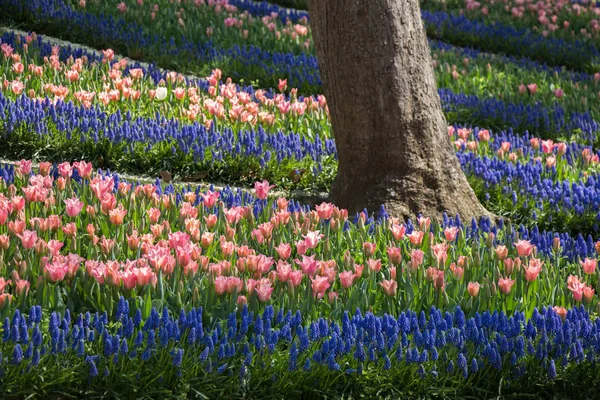 Różowy Kolor Tulipan Kwiaty Kwitnące Ogrodzie — Zdjęcie stockowe