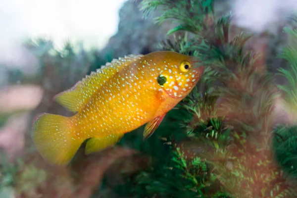 Akvaryum Ortamında Güzel Renkli Balıklar Yüzer — Stok fotoğraf