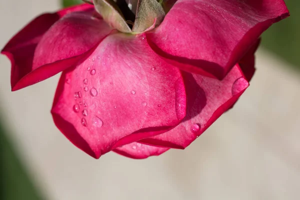 Közelről View Gyönyörű Színes Rózsa — Stock Fotó