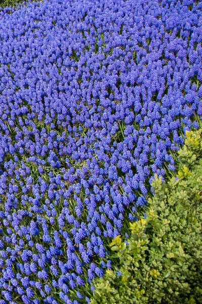 色とりどりの背景として春の花を咲かせます — ストック写真