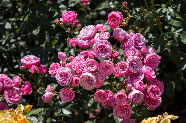 Jardín Rosas Lleno Hermosas Rosas Frescas — Foto de Stock