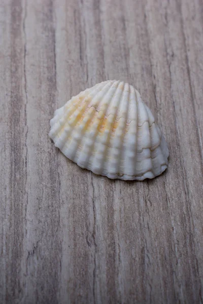 Weinig Goud Gekleurde Zeeschelp Grijze Achtergrond — Stockfoto