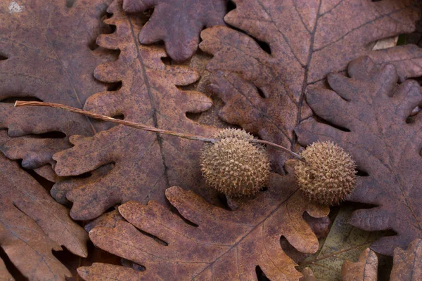 Kolor Brązowy Strąki Kapsułki Suchy Liść Jako Jesień Tło — Zdjęcie stockowe