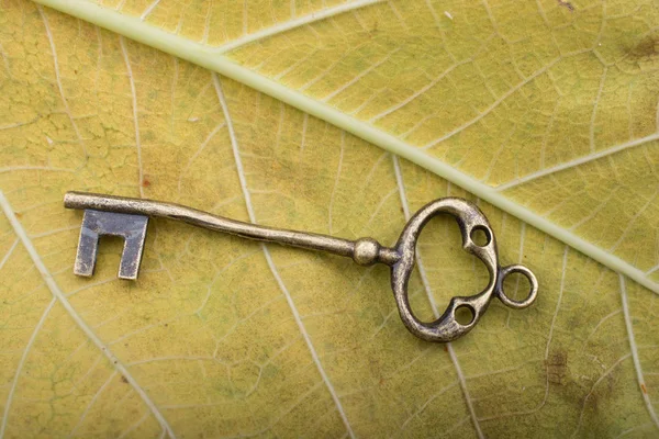 レトロ スタイルのキーが葉の上に配置 — ストック写真