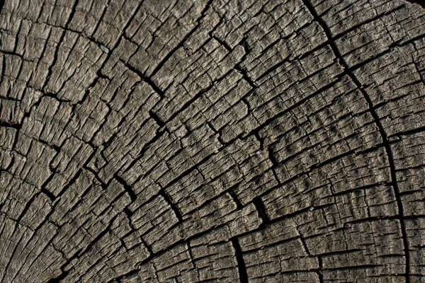 切割树桩表面作为背景纹理 — 图库照片