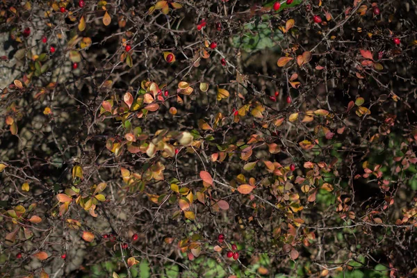 Getextureerde Achtergrond Van Herfst Seizoen Met Bladeren — Stockfoto