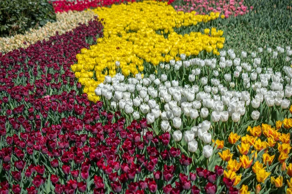 Piros Színű Tulipán Virágzik Tavaszi Kertben — Stock Fotó