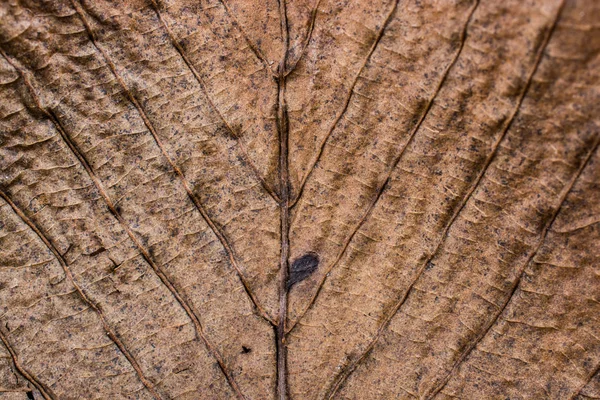 Macro Vista Della Consistenza Secca Delle Foglie — Foto Stock