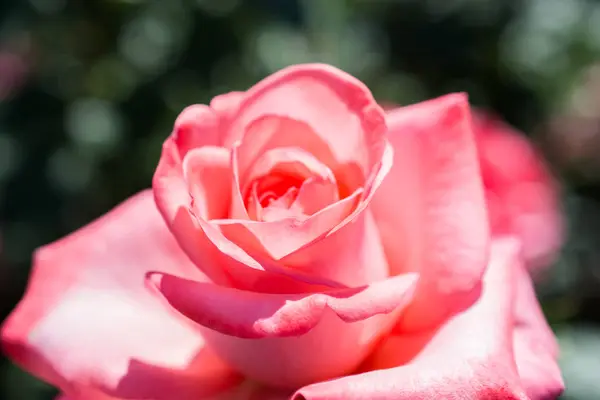 Piękne Świeże Róże Bliska Widok — Zdjęcie stockowe