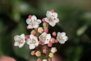 Güzel renkli doğal bahar çiçekleri bir doğa arka planıdır.