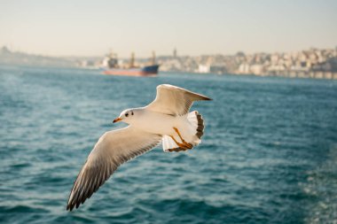 Deniz kıyısında tek bir martı.