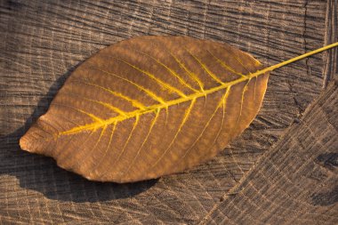  Büyük kuru yaprak yakın görünümü, doğa kavramı.