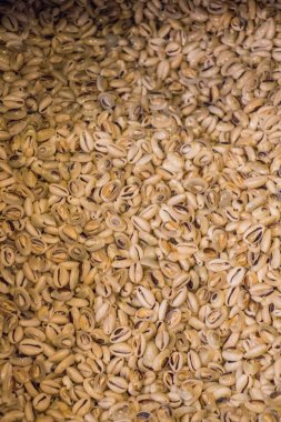 Dekoratif amaçlar için toplanan deniz kabukları.