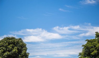 Bahçesinde yaprakları olan bir ağacın parçası.