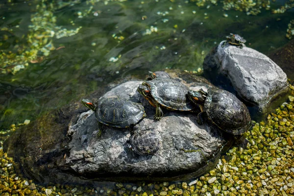 Tartarugas Encontradas Lado Pequeno Lago — Fotografia de Stock