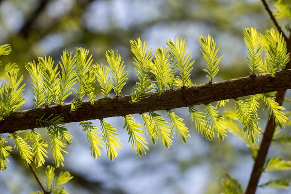 Parte Uma Árvore Jardim Está Vista — Fotografia de Stock