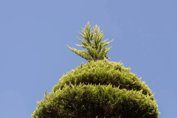 Parte Árbol Jardín Está Vista — Foto de Stock