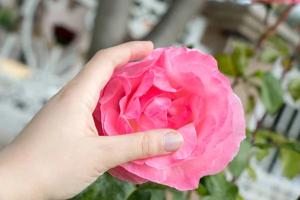 Hand Met Een Kleurrijke Rose Flower — Stockfoto