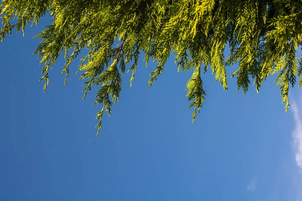 Частина Зеленого Дерева Влітку — стокове фото