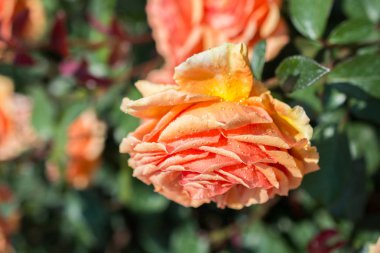 Bahçe arka planında güzel renkli gül çiçeği