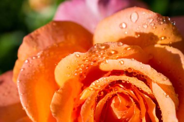 Su damlalı renkli gül yaprakları