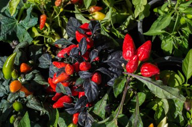 Markette taze kırmızı biber bulundu.